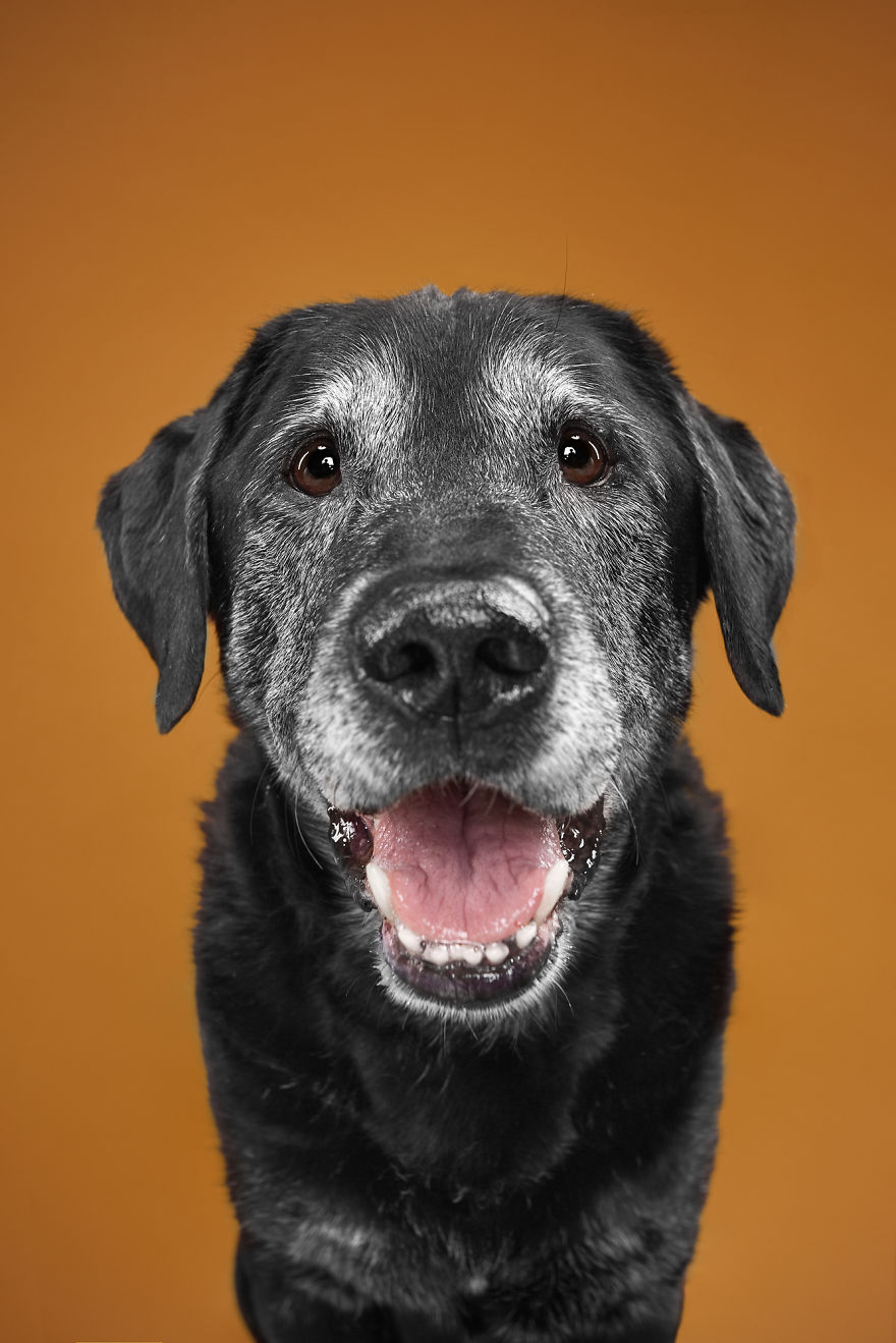 Portrait of a smiling black dog with a gray muzzle, highlighting the expressive world of dog breeds.