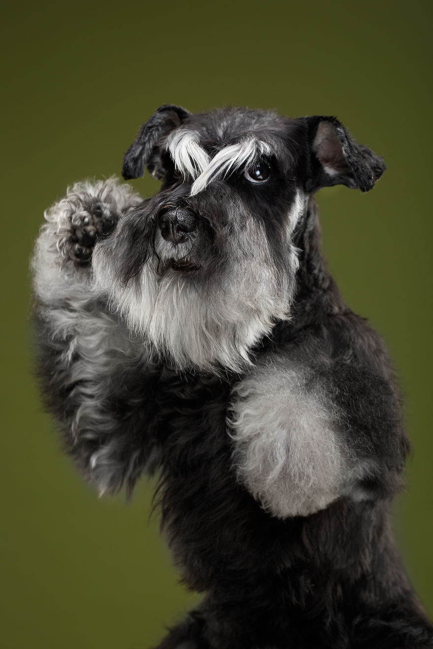 Expressive portrait of a Schnauzer, showcasing the amazing world of dog breeds against a green background.