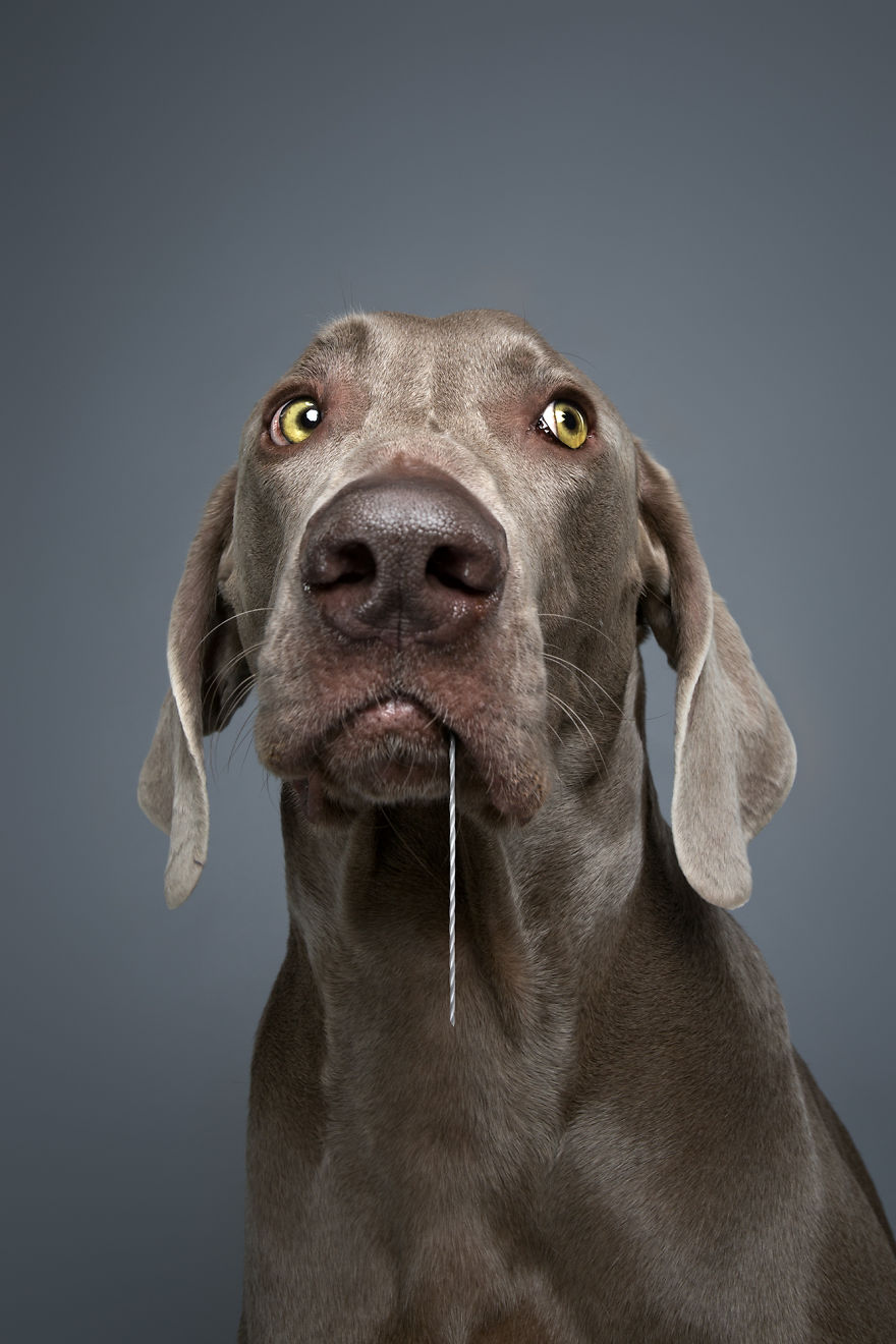 Close-up portrait of a drooling gray dog breed with expressive yellow eyes, set against a plain gray background.