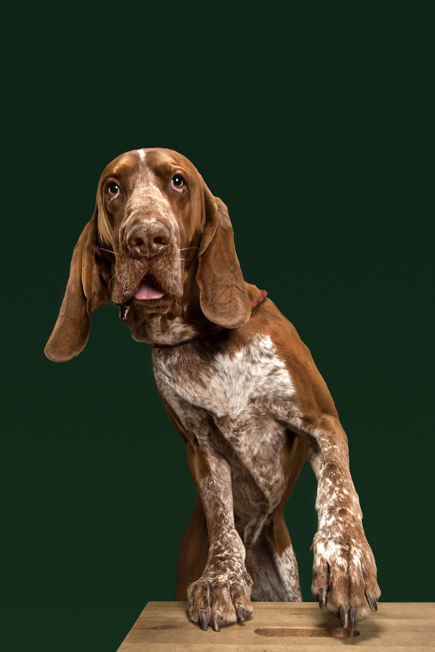 Portrait of a dog breed with expressive eyes, posed against a dark green background.