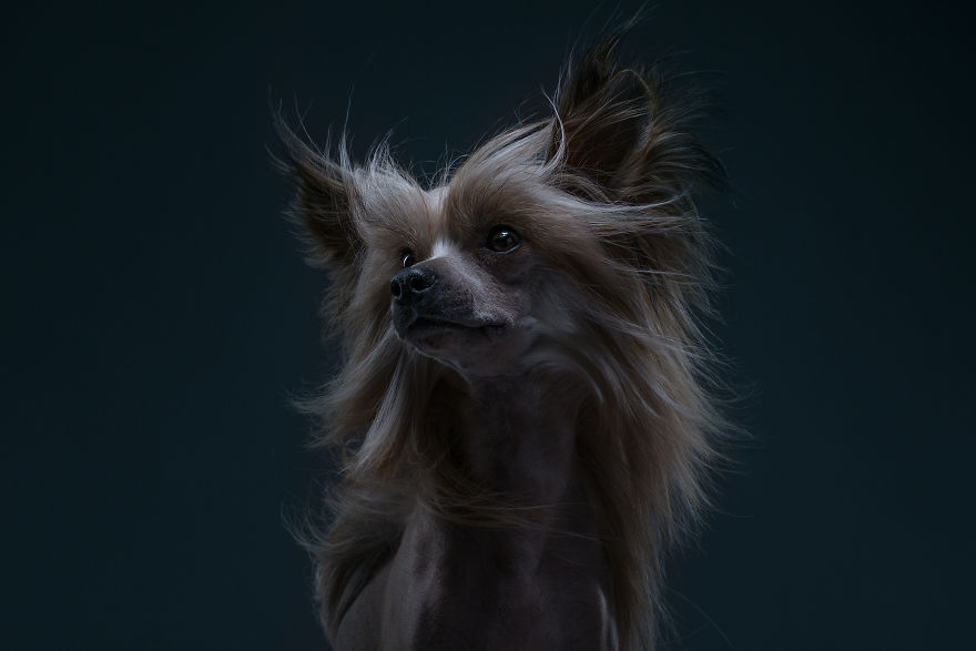 Expressive portrait of a unique dog breed with flowing hair, showcasing its distinct features against a dark background.