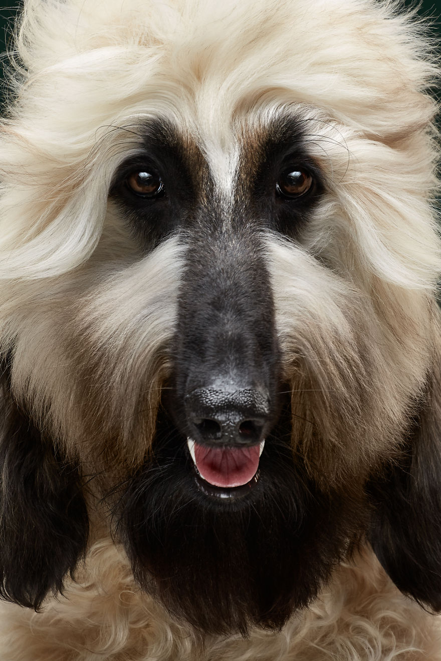 Expressive portrait of a fluffy dog breed with long, flowing fur and soulful eyes.