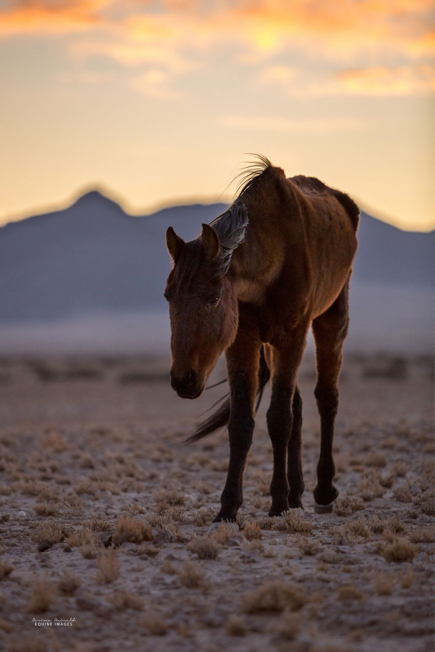 Capturing Wild Horses Made Me Realize How Fragile Freedom Is Capturing Wild Horses Made Me Realize How Fragile Freedom Is