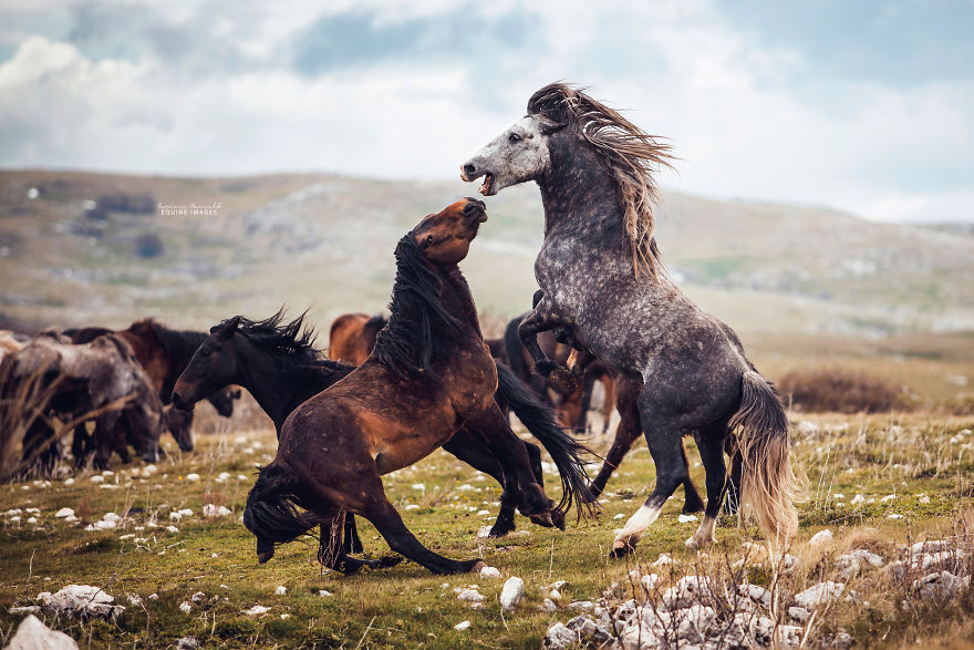 Capturing Wild Horses Made Me Realize How Fragile Freedom Is
