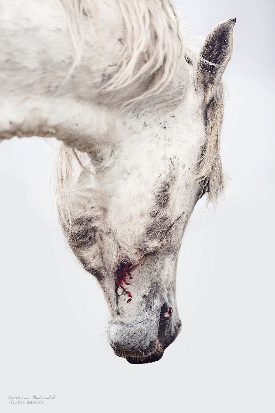 Capturing Wild Horses Made Me Realize How Fragile Freedom Is Capturing Wild Horses Made Me Realize How Fragile Freedom Is