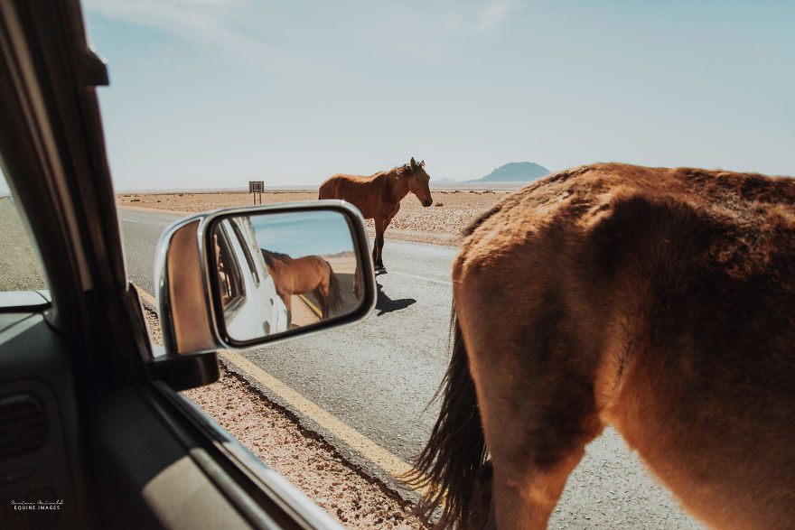 Capturing Wild Horses Made Me Realize How Fragile Freedom Is