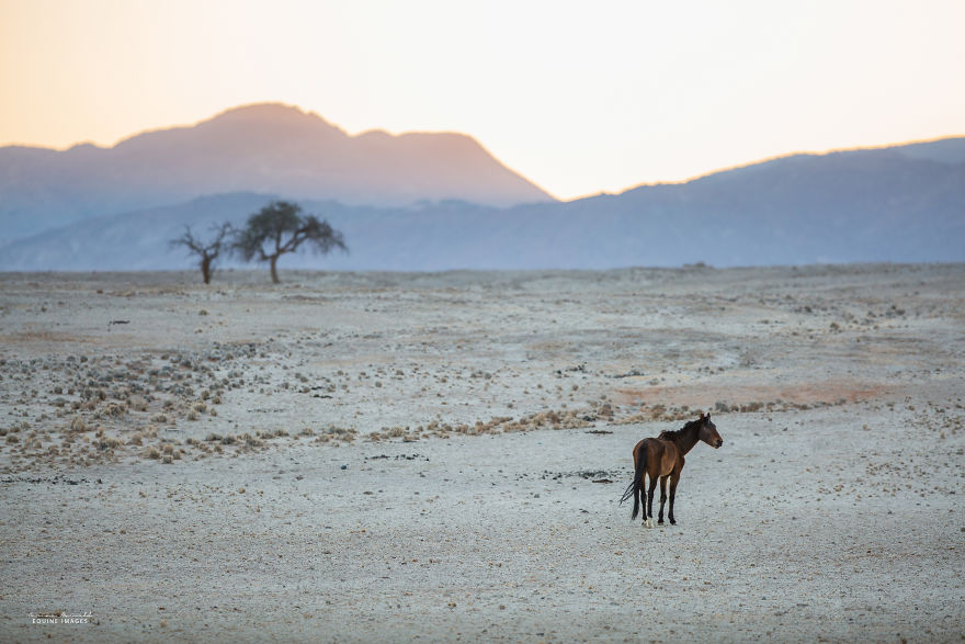 Capturing Wild Horses Made Me Realize How Fragile Freedom Is