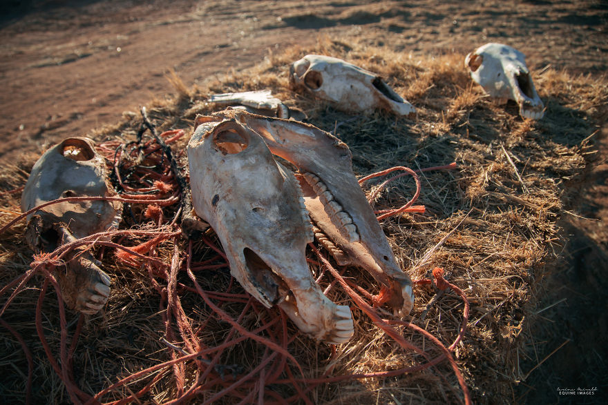 Capturing Wild Horses Made Me Realize How Fragile Freedom Is
