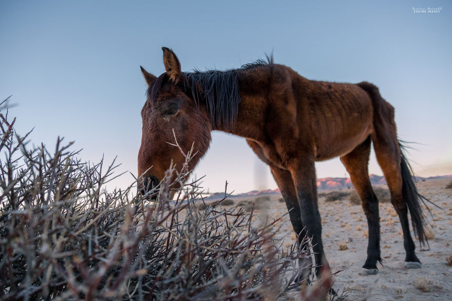 Capturing Wild Horses Made Me Realize How Fragile Freedom Is Capturing Wild Horses Made Me Realize How Fragile Freedom Is