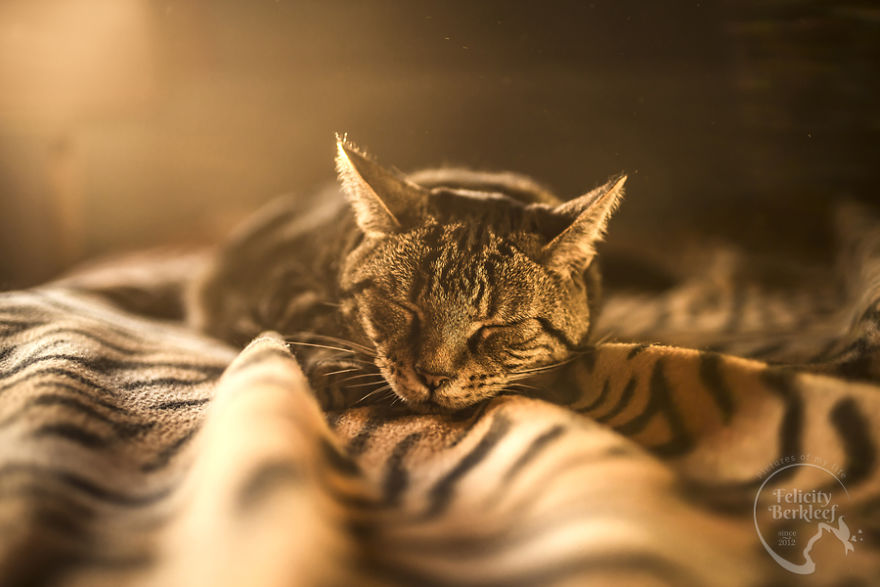 Cats Are The Best Subjects To Photograph And I Will Show You Why