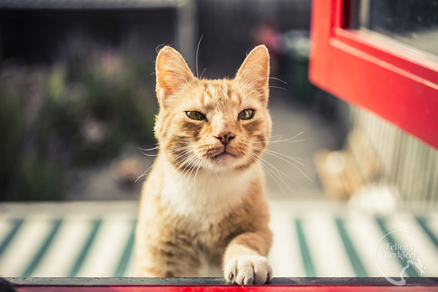 Cats Are The Best Subjects To Photograph And I Will Show You Why