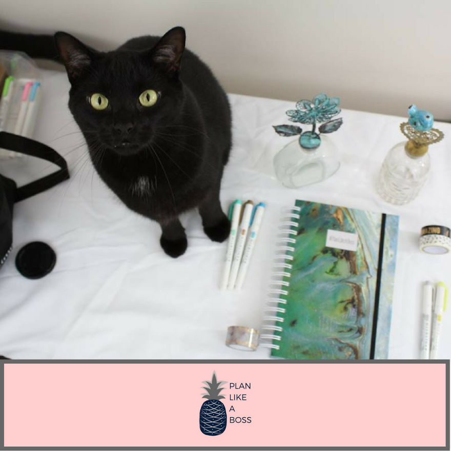 Just A Girl, Her Cat, And A Plan Just A Girl, Her Cat, And A Plan