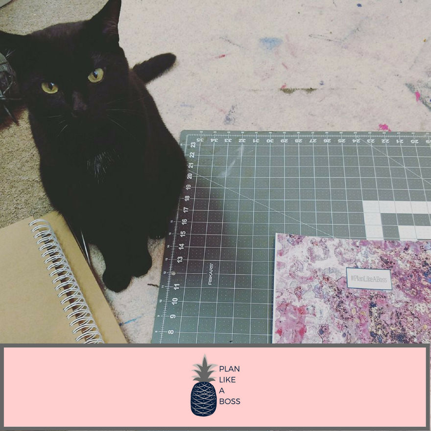 Just A Girl, Her Cat, And A Plan