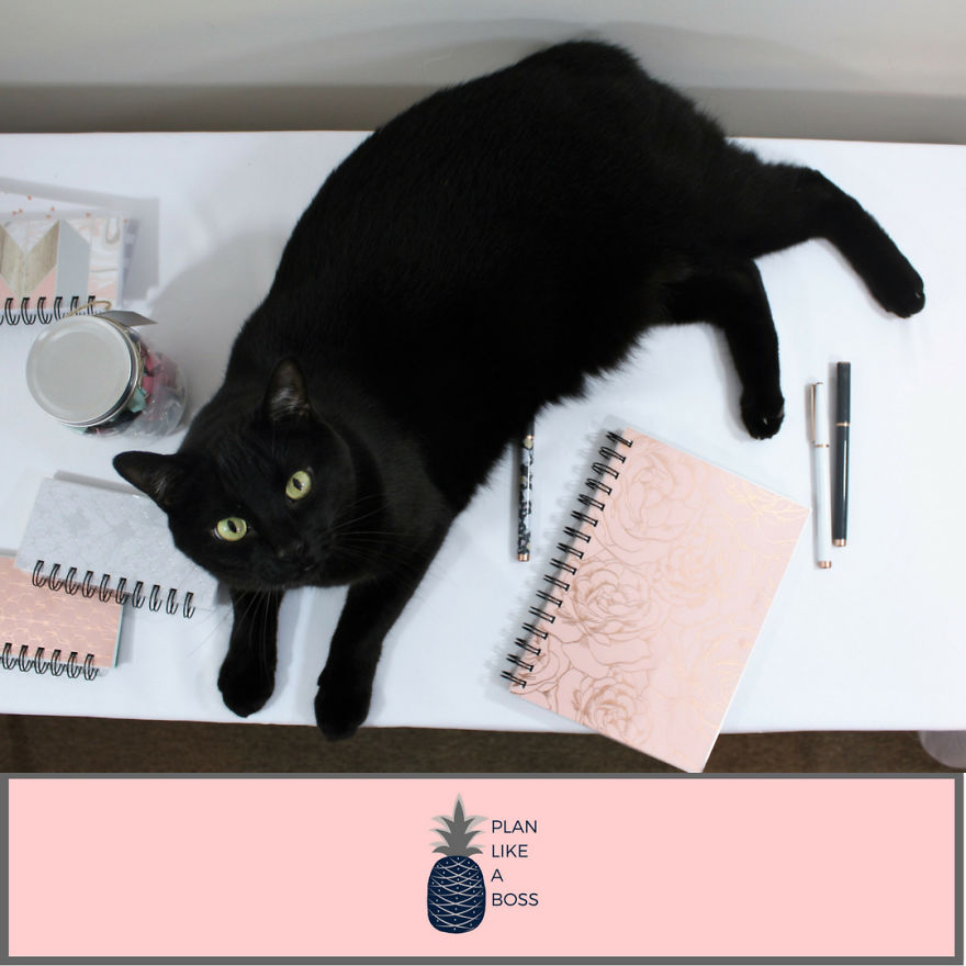 Just A Girl, Her Cat, And A Plan Just A Girl, Her Cat, And A Plan