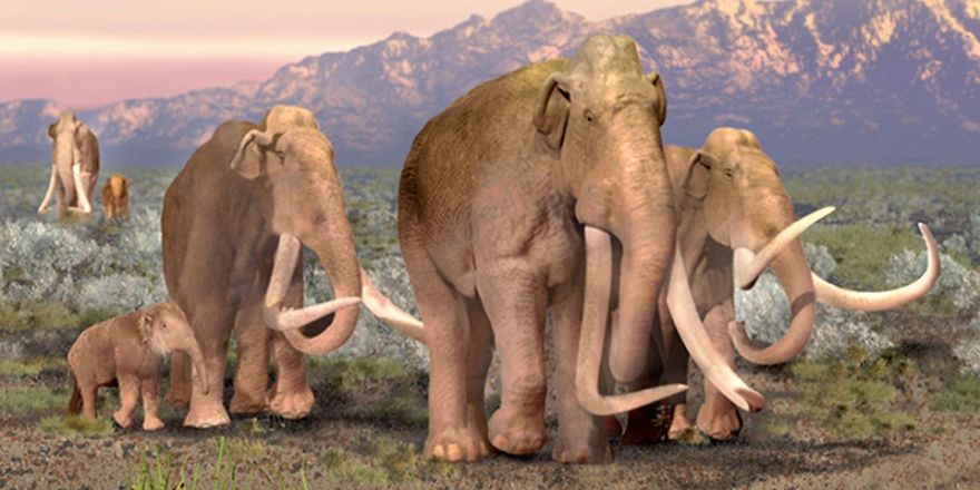 Compare Mammoth vs. Mastodon (Wooly)- Who Will Win?