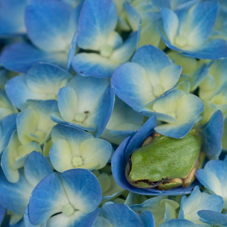 I Travel Around Japan To Photograph Tree Frogs On Hydrangeas