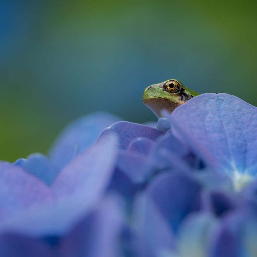 I Travel Around Japan To Photograph Tree Frogs On Hydrangeas