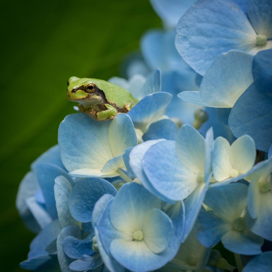 I Travel Around Japan To Photograph Tree Frogs On Hydrangeas