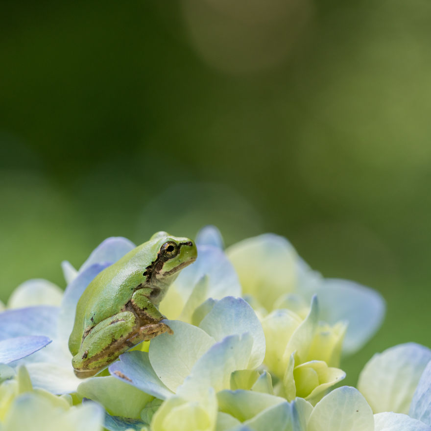 I Travel Around Japan To Photograph Tree Frogs On Hydrangeas