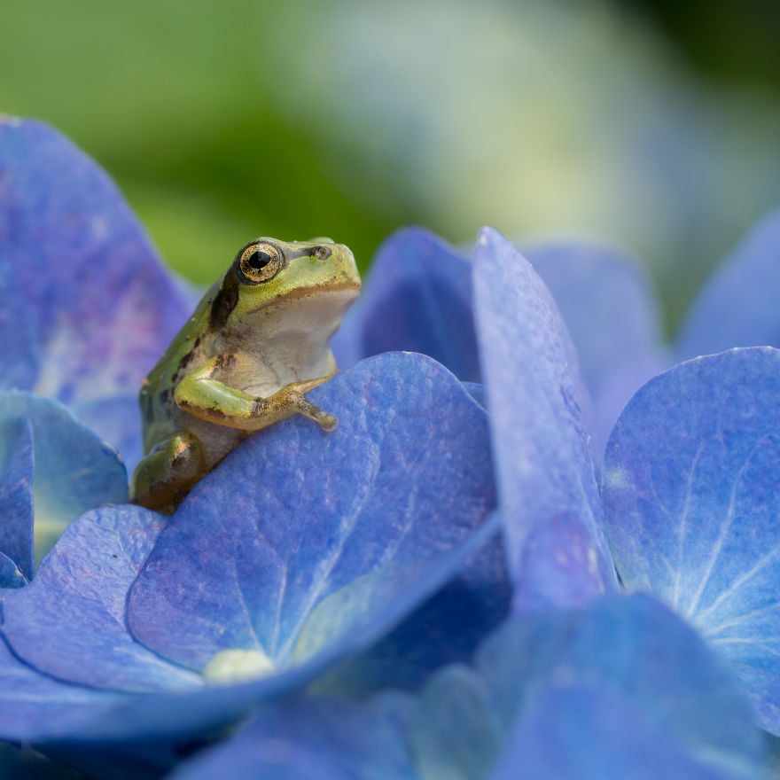 I Travel Around Japan To Photograph Tree Frogs On Hydrangeas