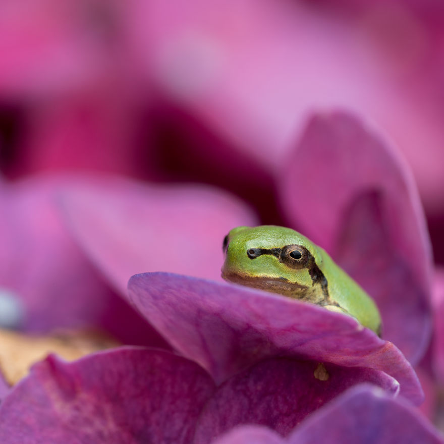 I Travel Around Japan To Photograph Tree Frogs On Hydrangeas