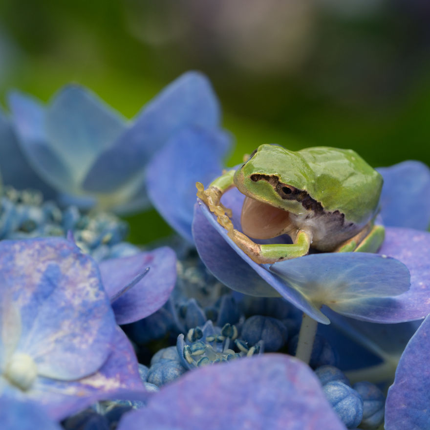 I Travel Around Japan To Photograph Tree Frogs On Hydrangeas