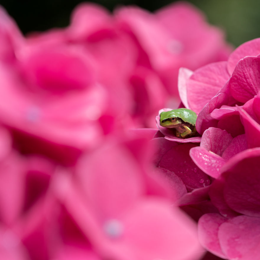 I Travel Around Japan To Photograph Tree Frogs On Hydrangeas