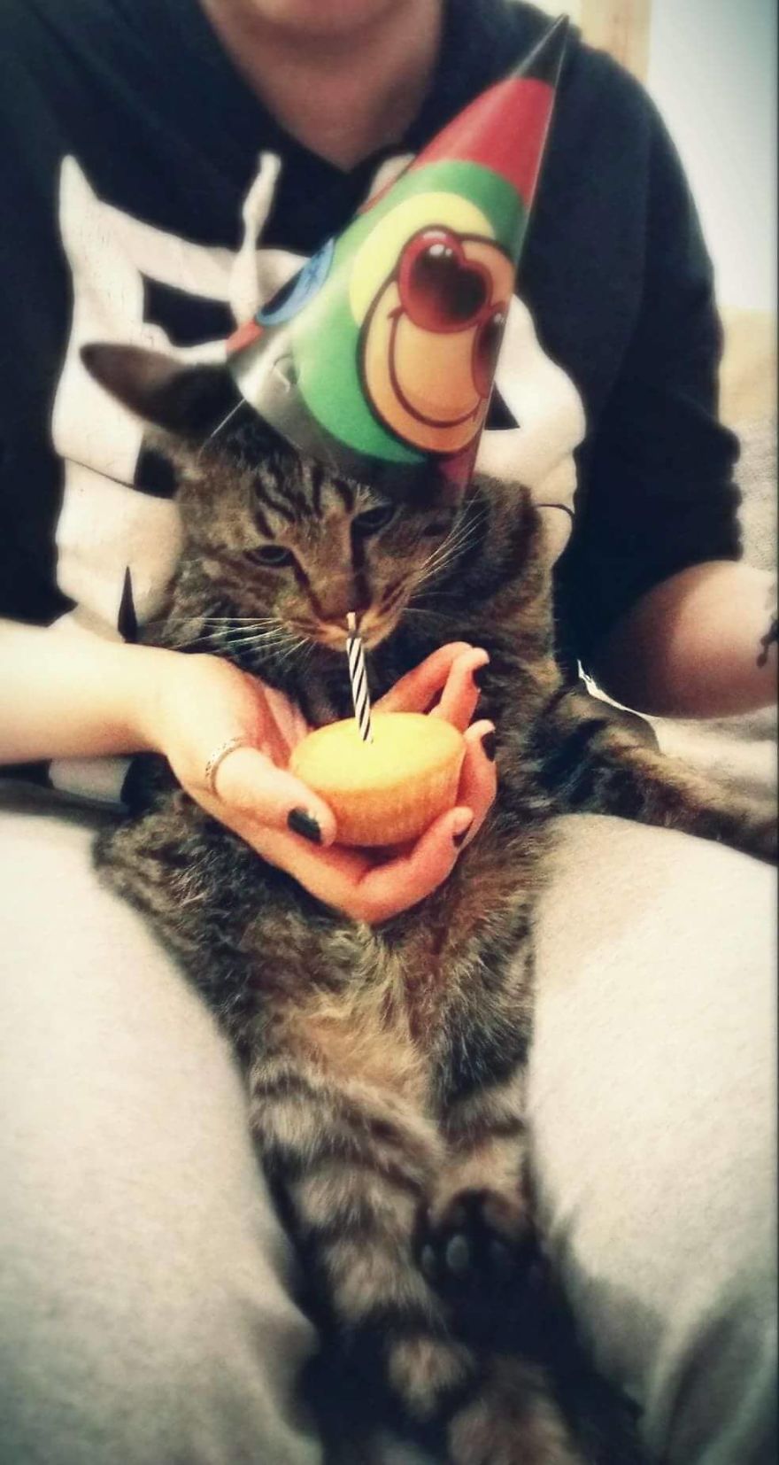 Enjoy Koulis The Cat, Sitting Like Human And Looking Good Is What He Is Best At!