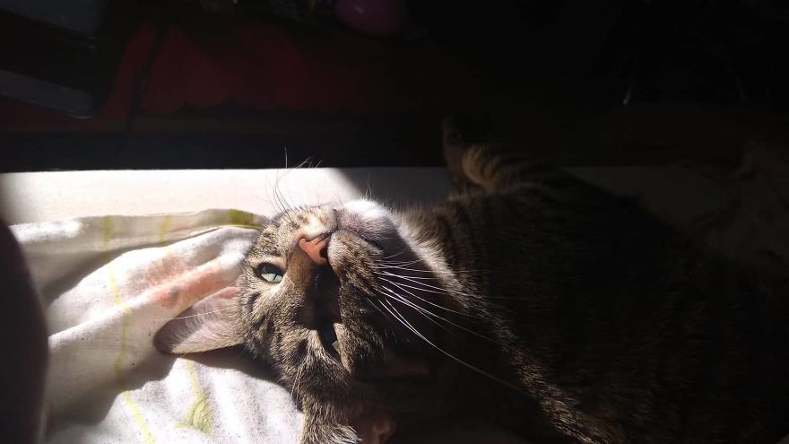 Enjoy Koulis The Cat, Sitting Like Human And Looking Good Is What He Is Best At!