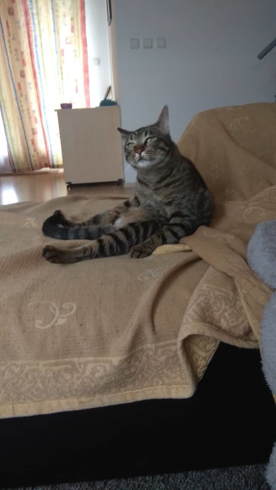 Enjoy Koulis The Cat, Sitting Like Human And Looking Good Is What He Is Best At!