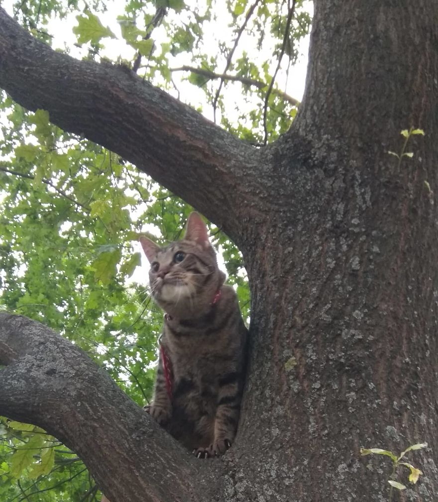 Enjoy Koulis The Cat, Sitting Like Human And Looking Good Is What He Is Best At! Enjoy Koulis The Cat, Sitting Like Human And Looking Good Is What He Is Best At!