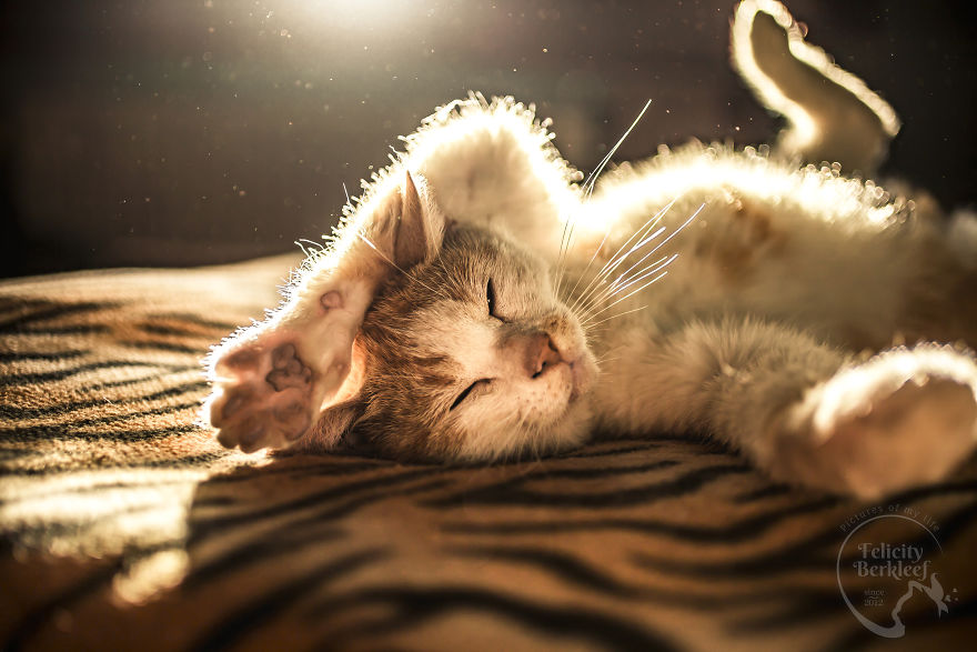 Cats Are The Best Subjects To Photograph And I Will Show You Why