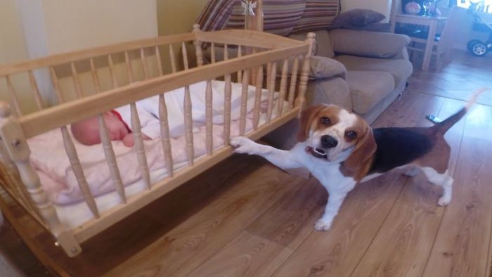 Dog Rocking Baby To Sleep