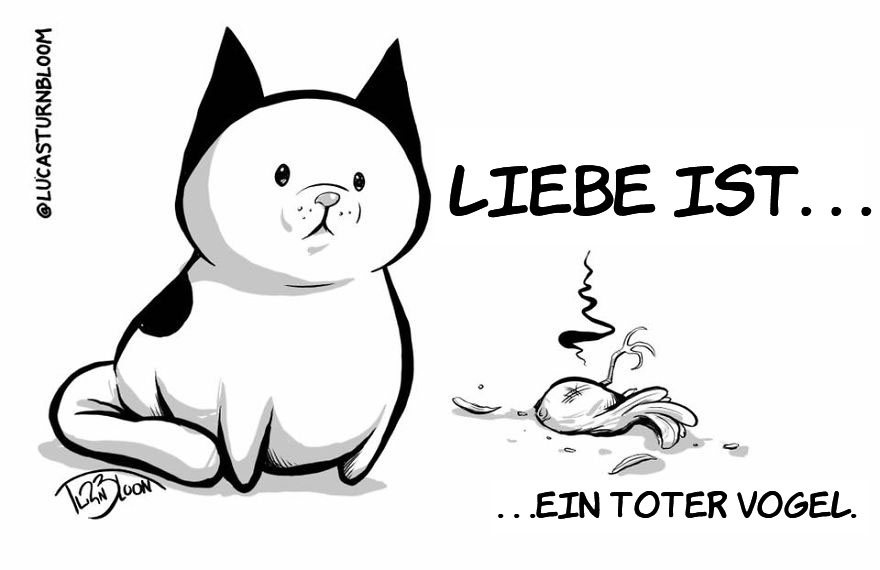 From Rescue Cat To 'How To Cat'