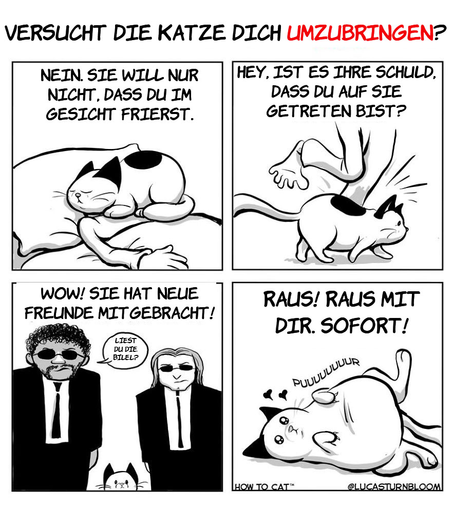 From Rescue Cat To 'How To Cat'