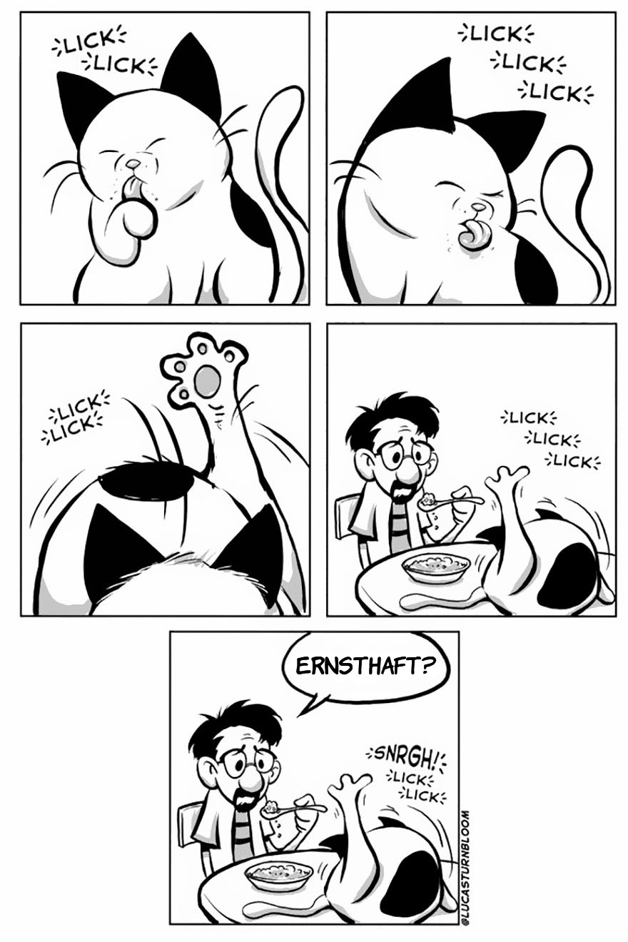 From Rescue Cat To 'How To Cat'