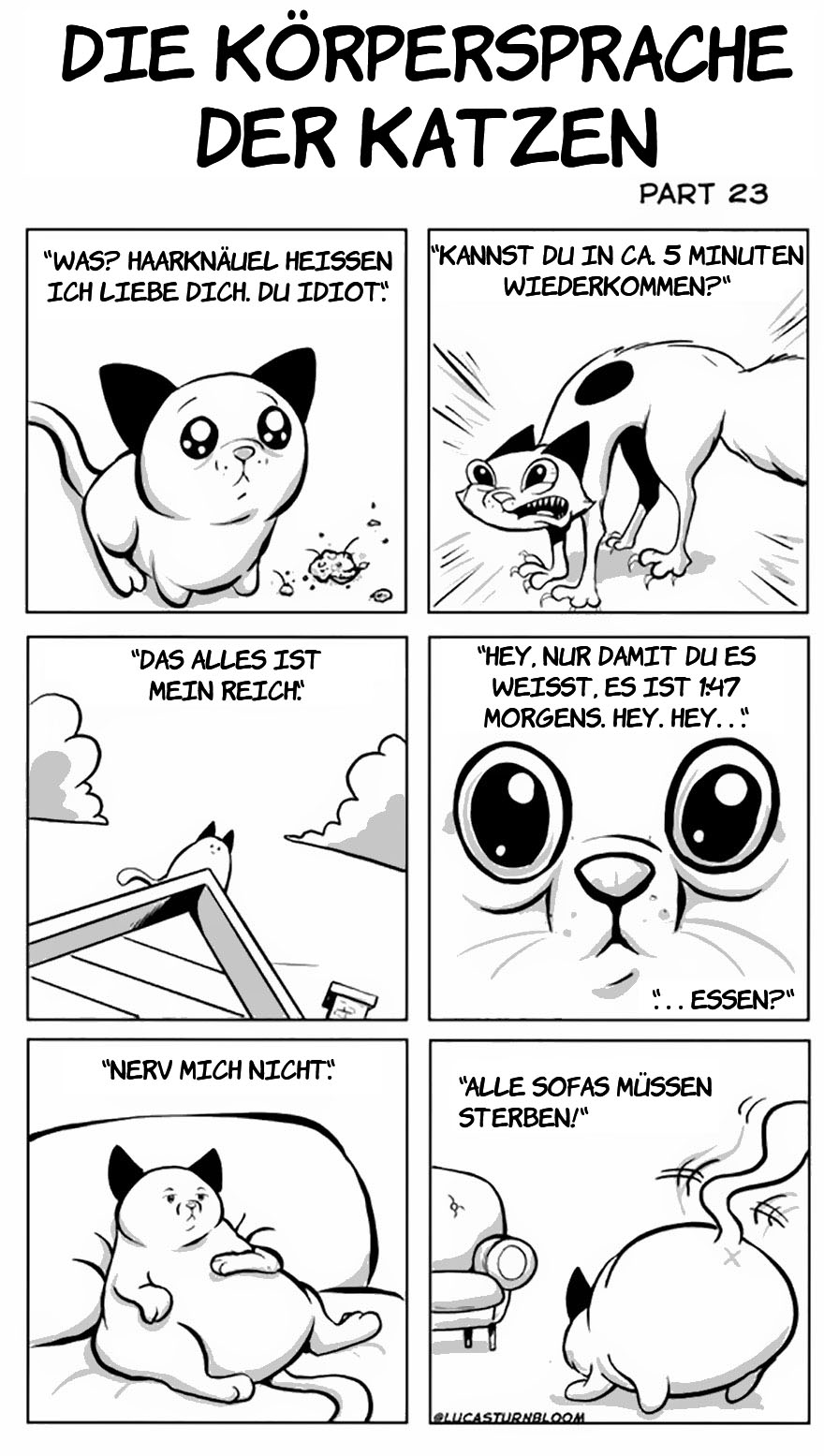 From Rescue Cat To 'How To Cat'