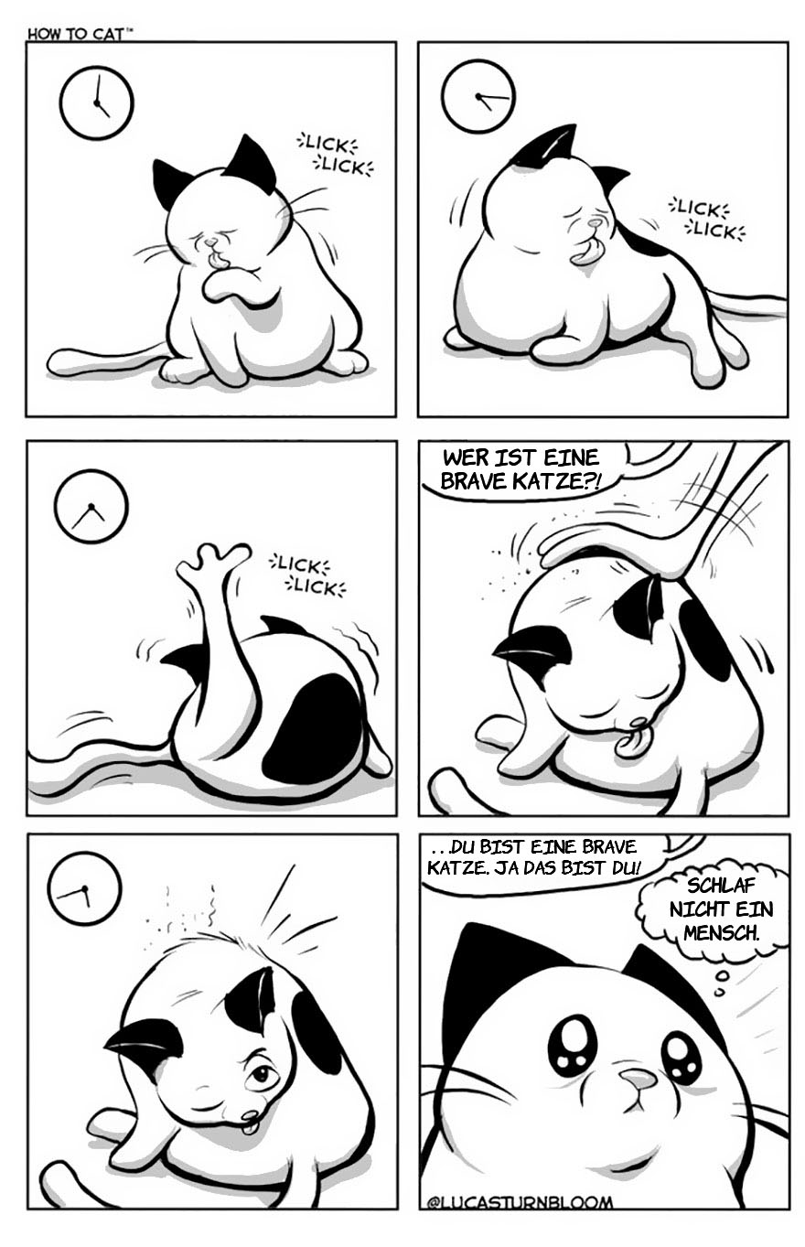 From Rescue Cat To 'How To Cat'