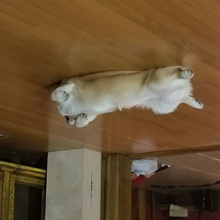 Funny-Dog-Balloons-Ceiling