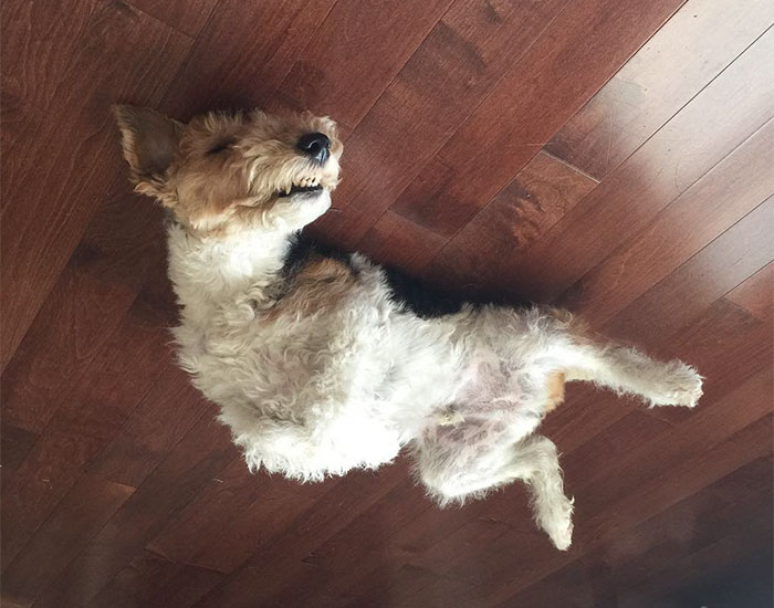 Funny-Dog-Balloons-Ceiling