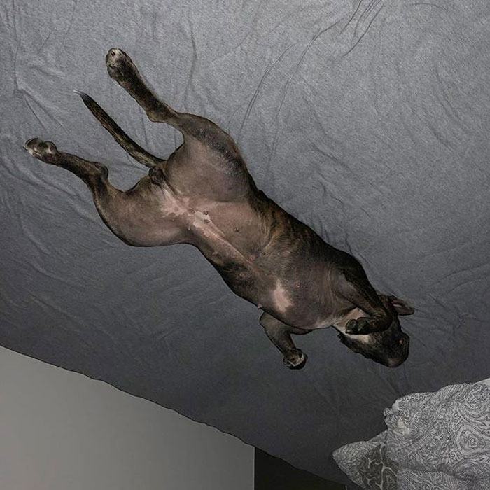 Funny-Dog-Balloons-Ceiling