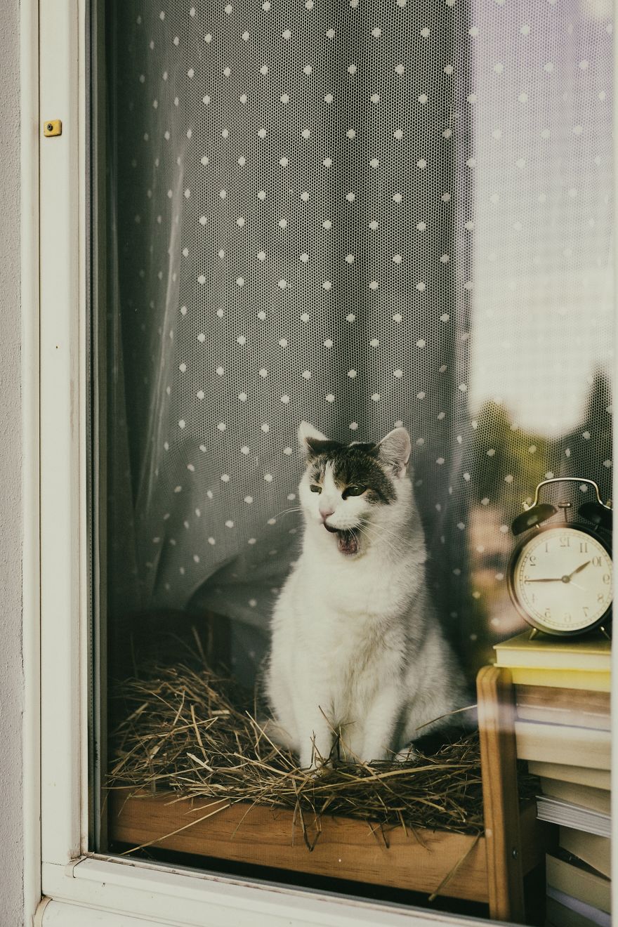 My Private Cats' Models!