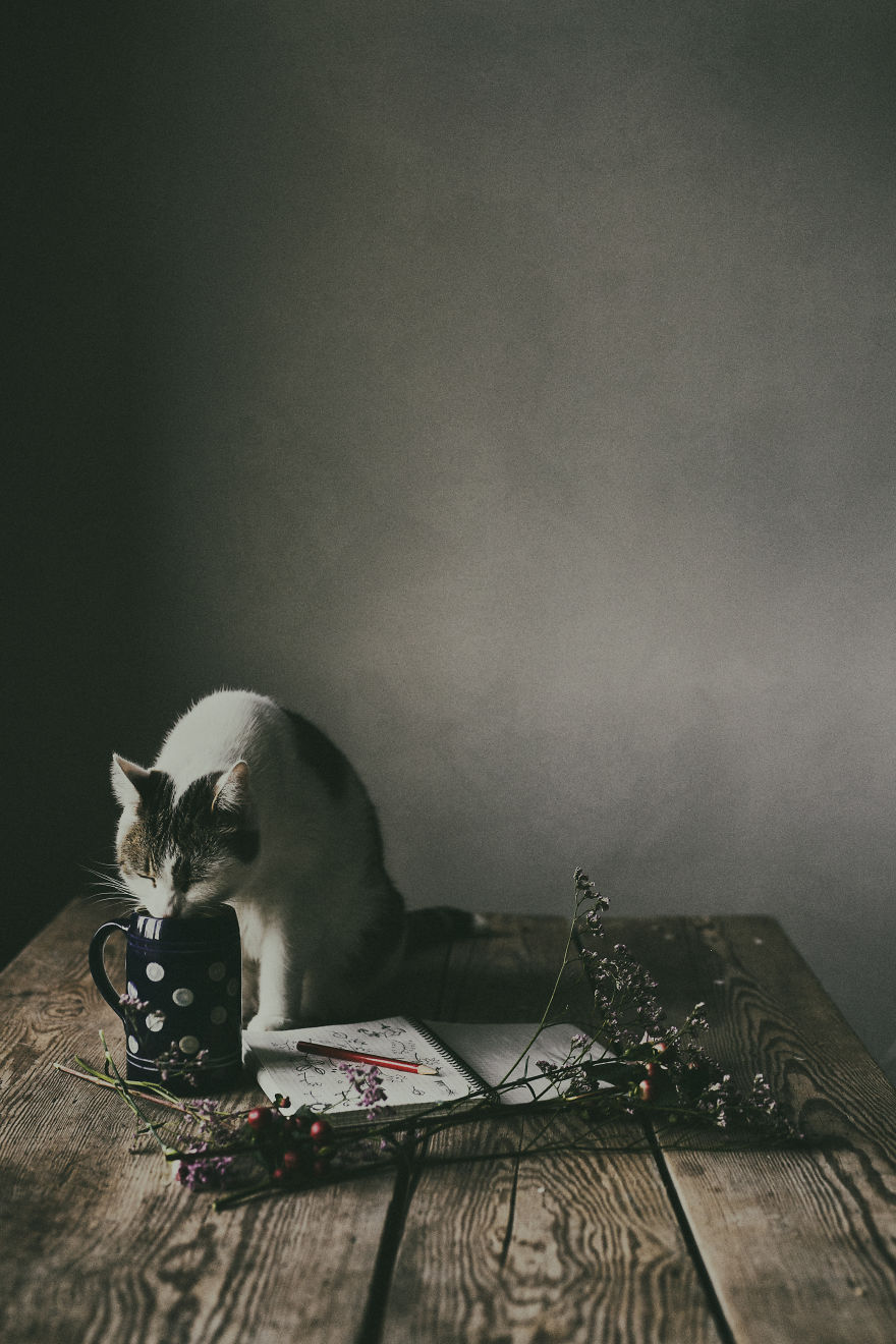 My Private Cats' Models!