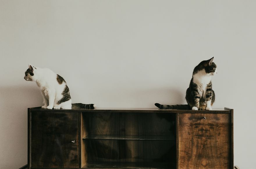 My Private Cats' Models!