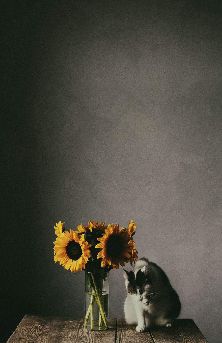 My Private Cats' Models!