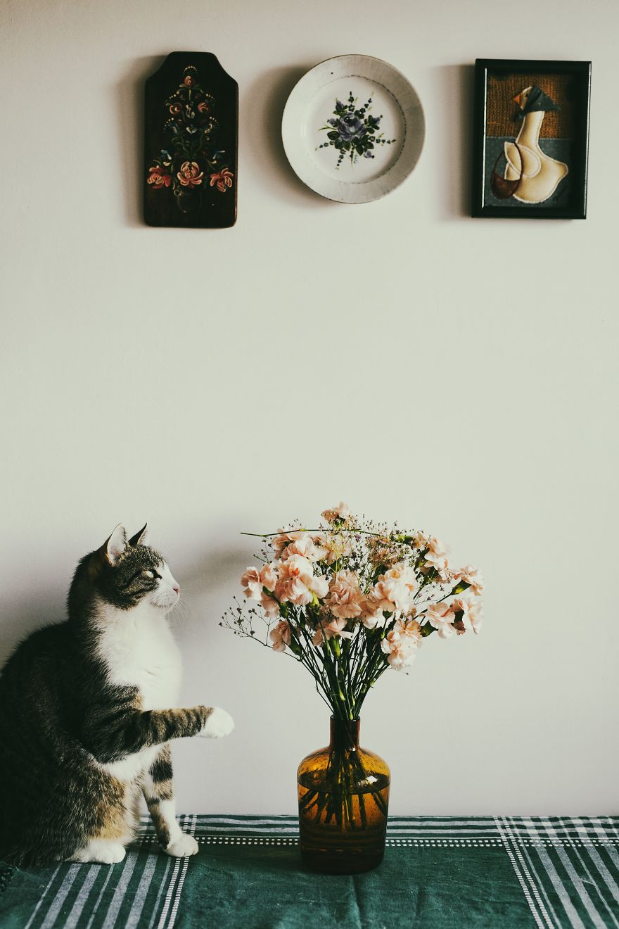 My Private Cats' Models!