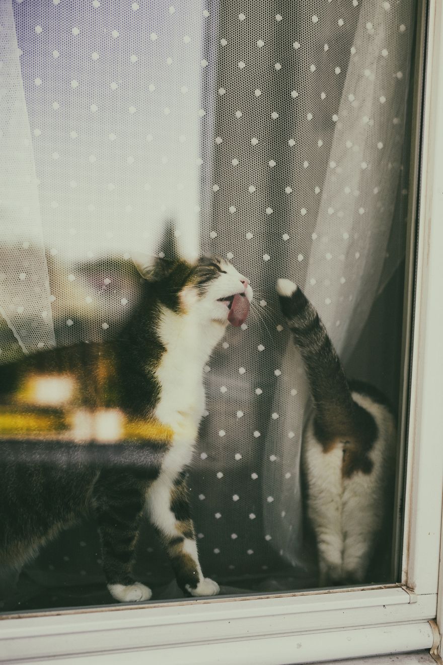 My Private Cats' Models!