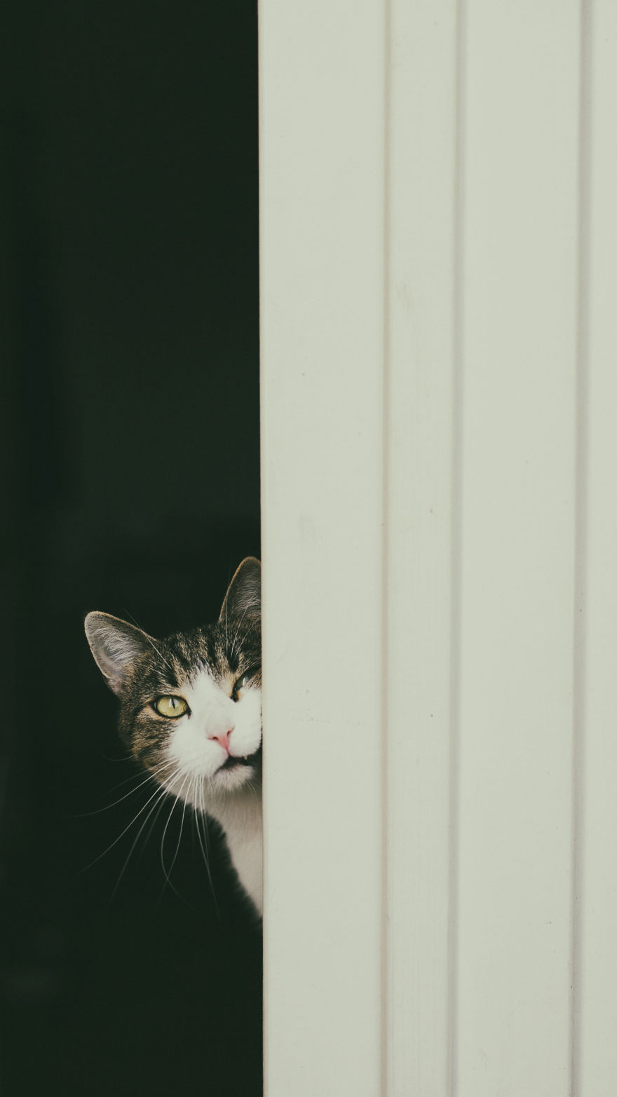 My Private Cats' Models!