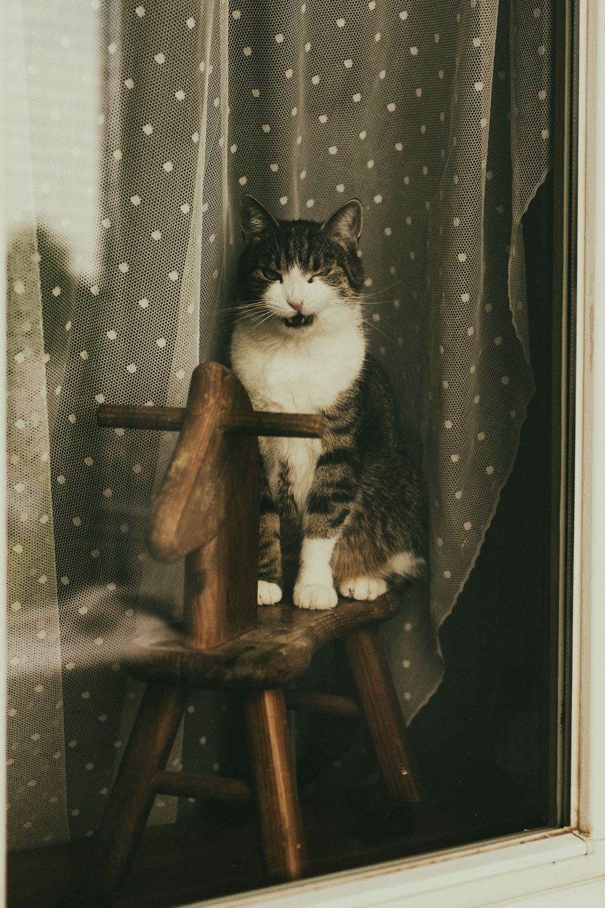 My Private Cats' Models!