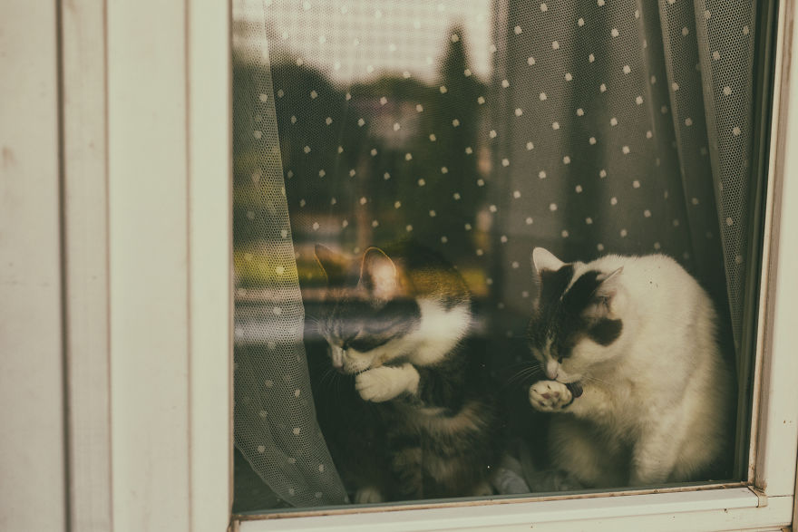 My Private Cats' Models!